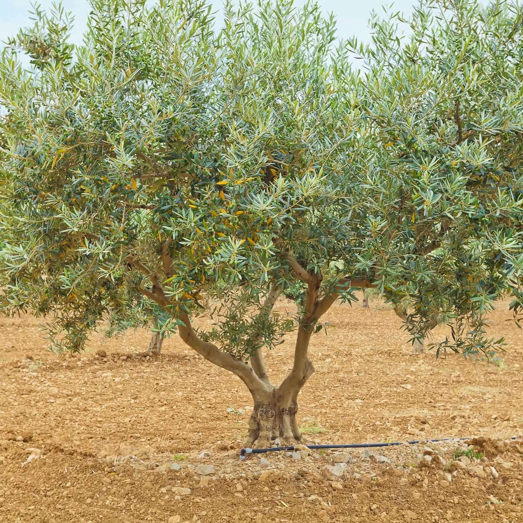 Semi-Fruitless Wilson Olive Multi